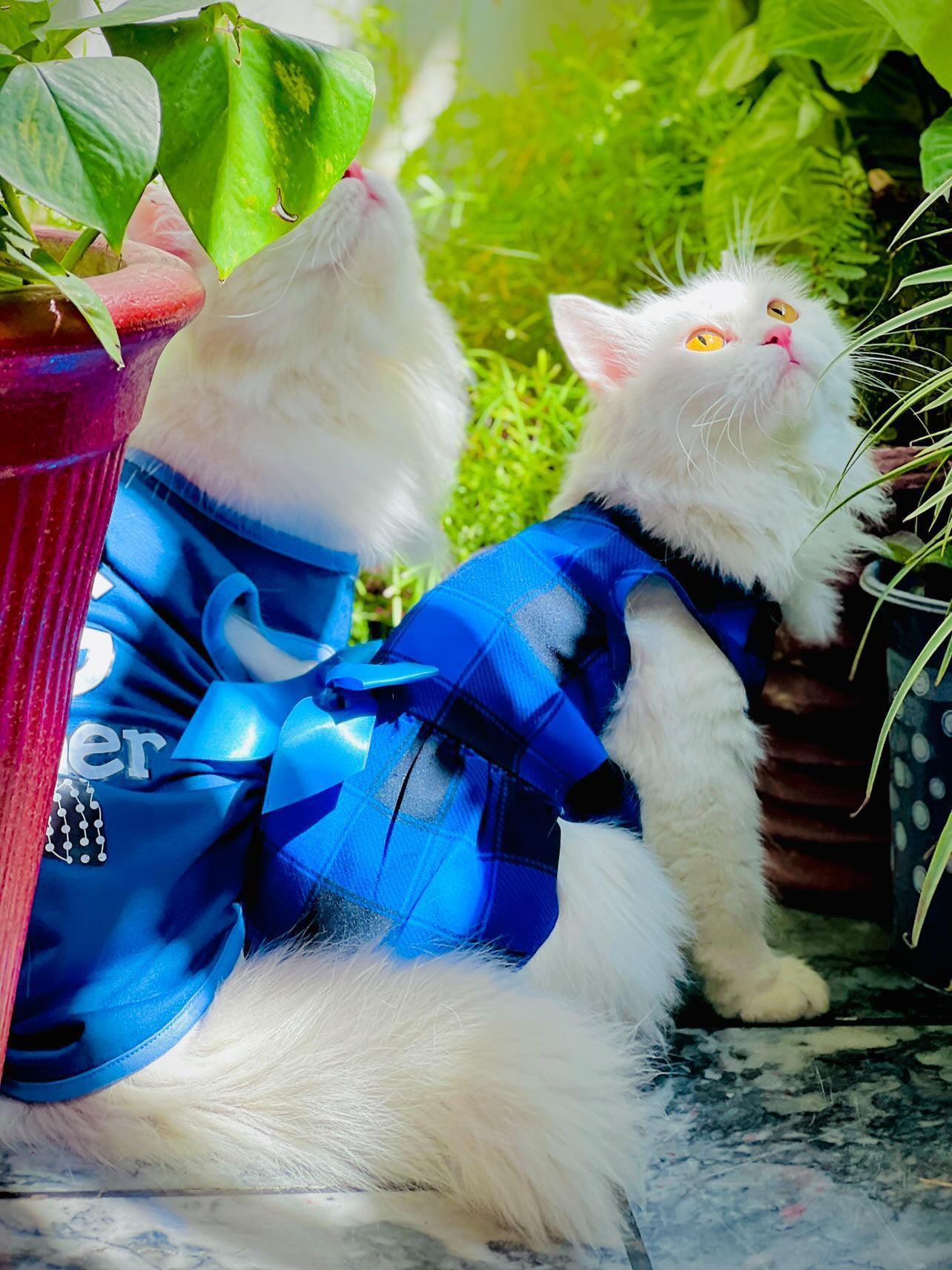 Grid pet frock - Blue