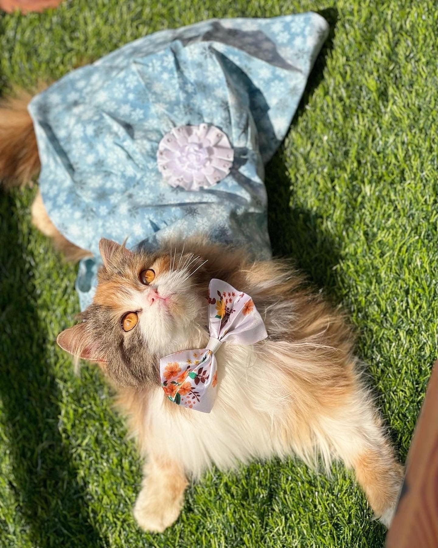 Elsa Pet Frock ❄️