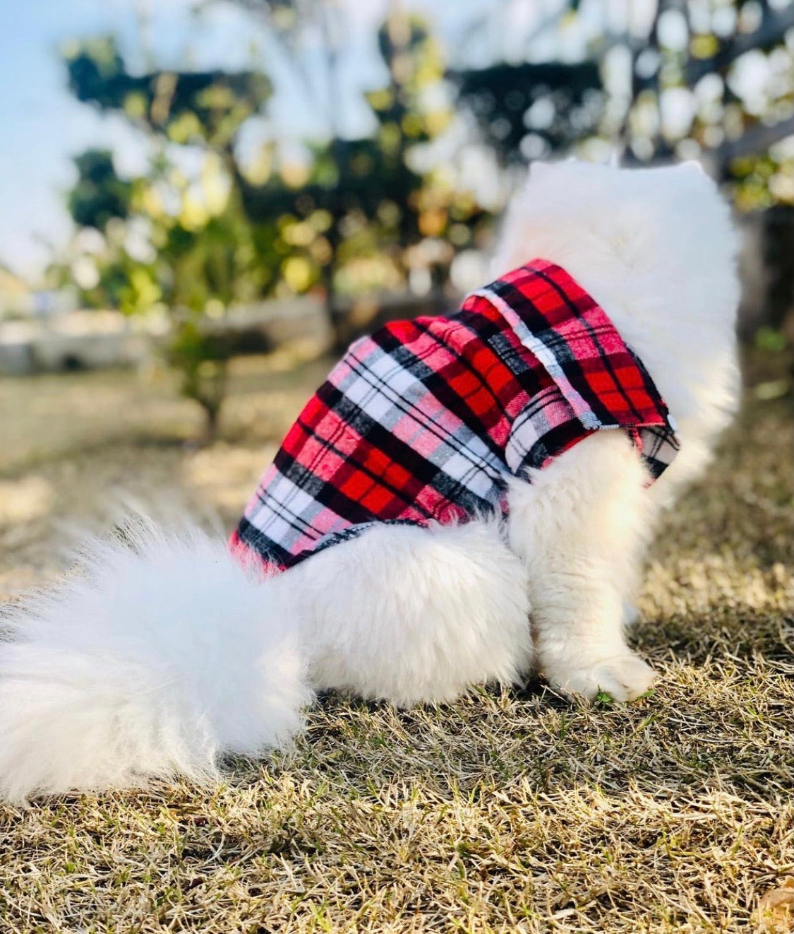 Grid Pet shirt- Spring.