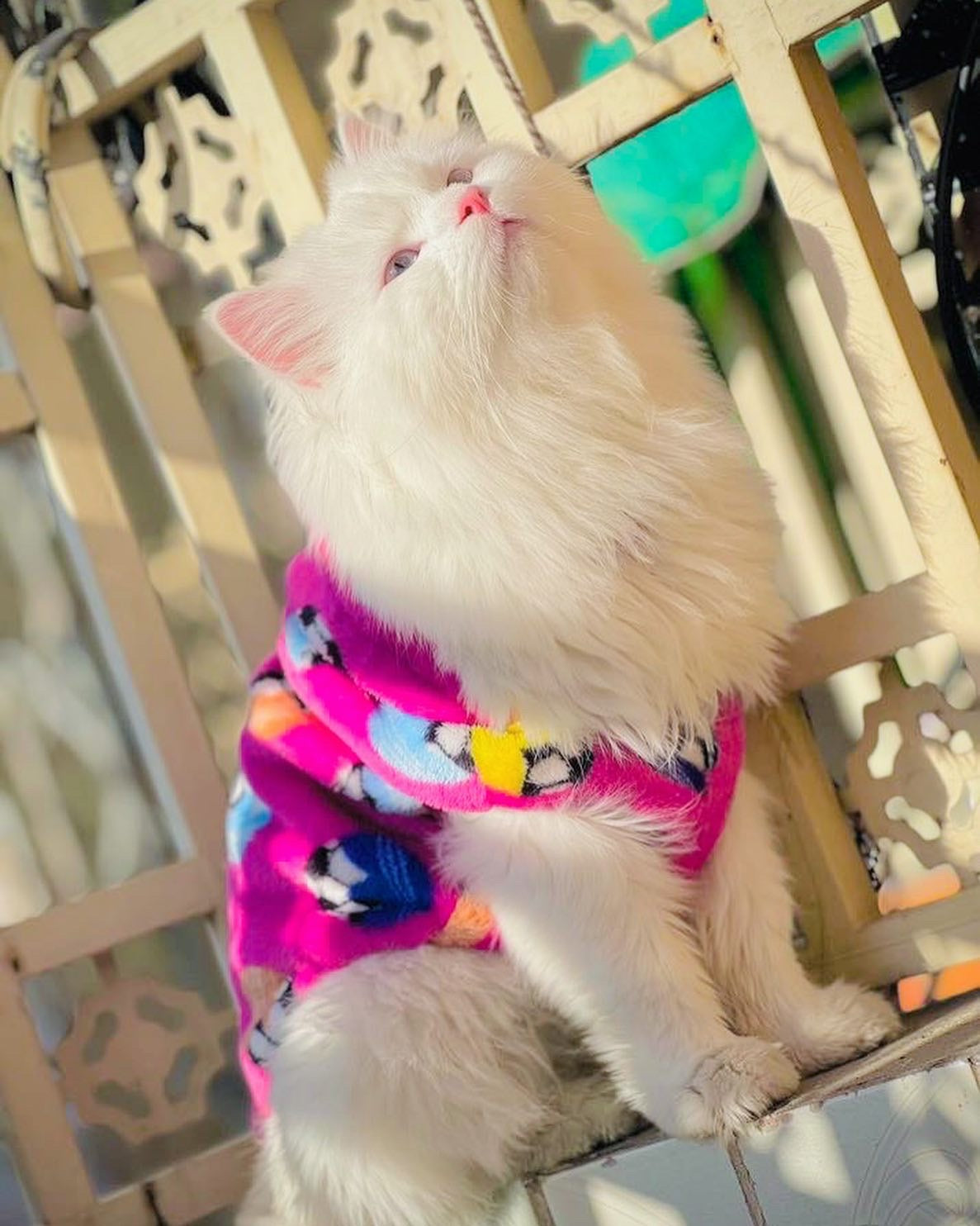 Football pet hoodie - pink ⚽️