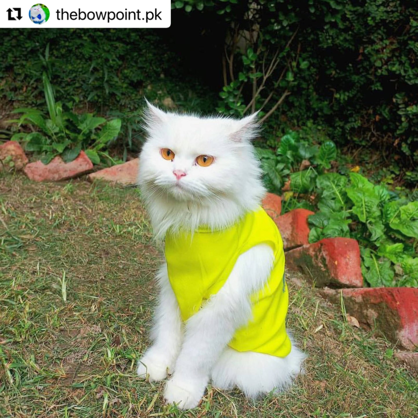 Dinosaur Pet shirt Summer ๐ฆ