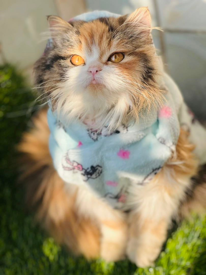 Hello kitty pet hoodie - Adriatic mist ❄️🐾