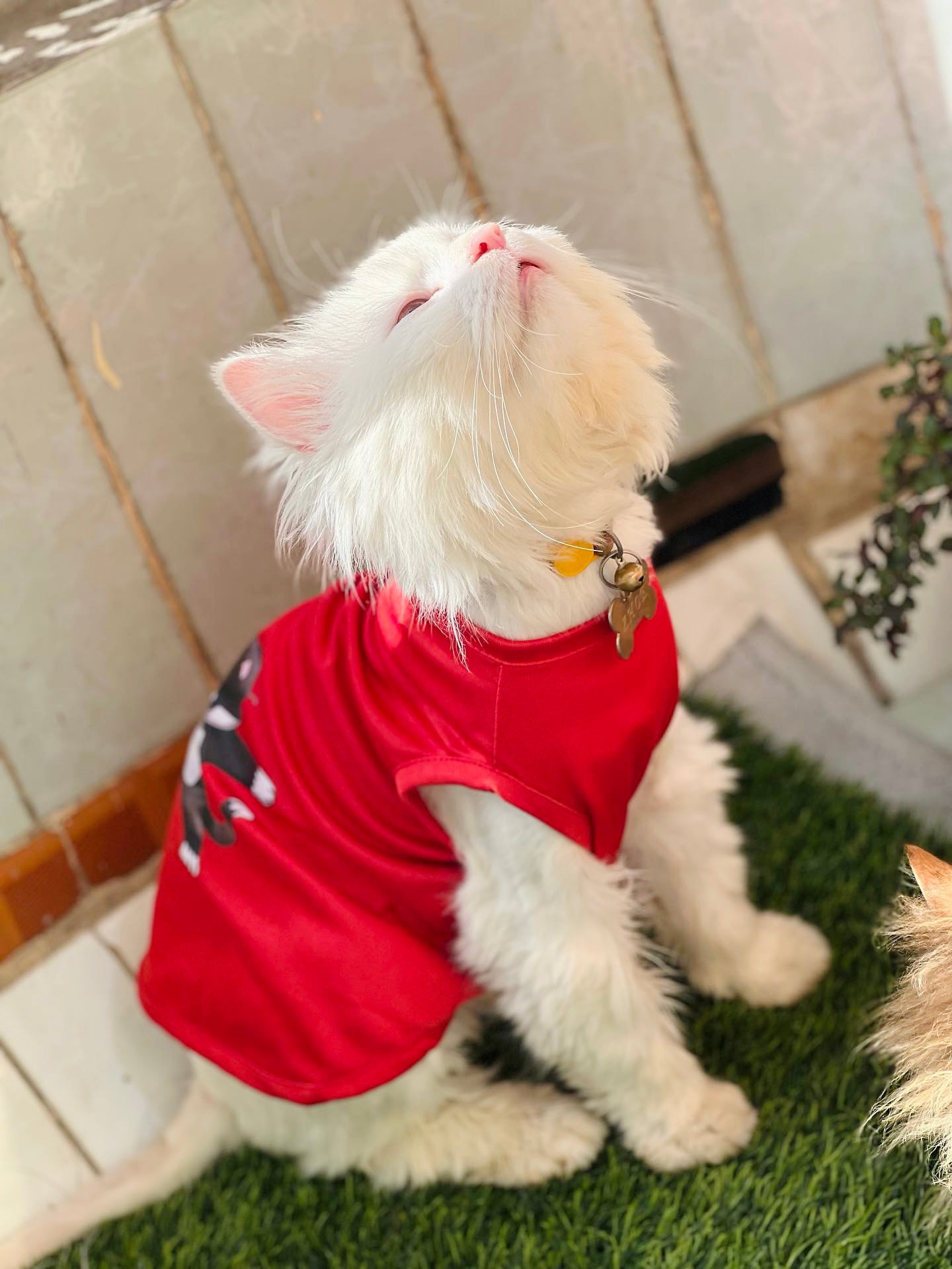 Dab style pet shirt ❤️😽