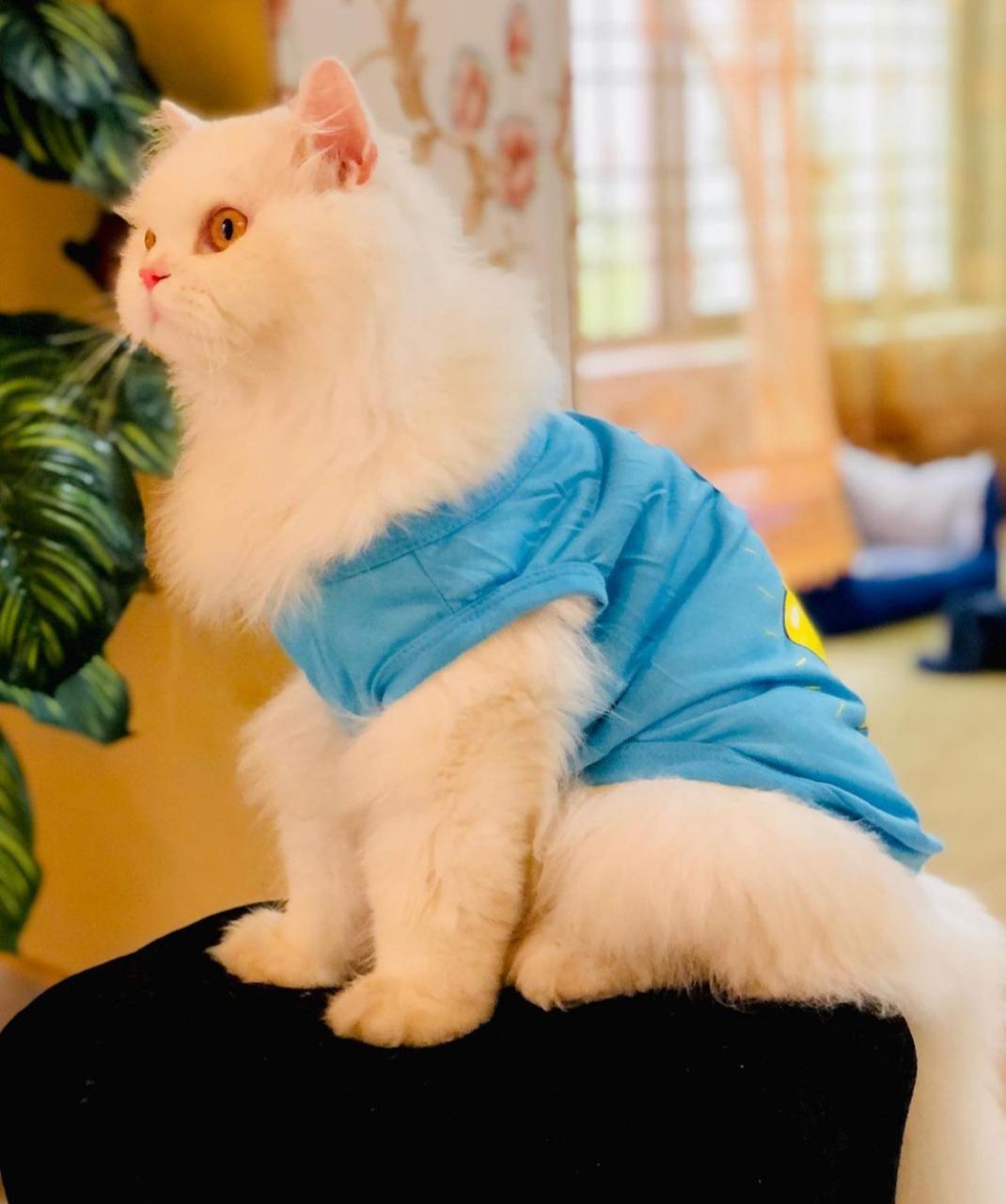 Rising star pet shirt ⭐️