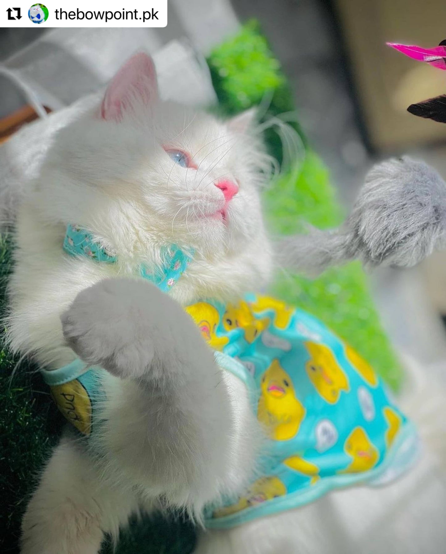 Duck pet shirt - Green 🐥