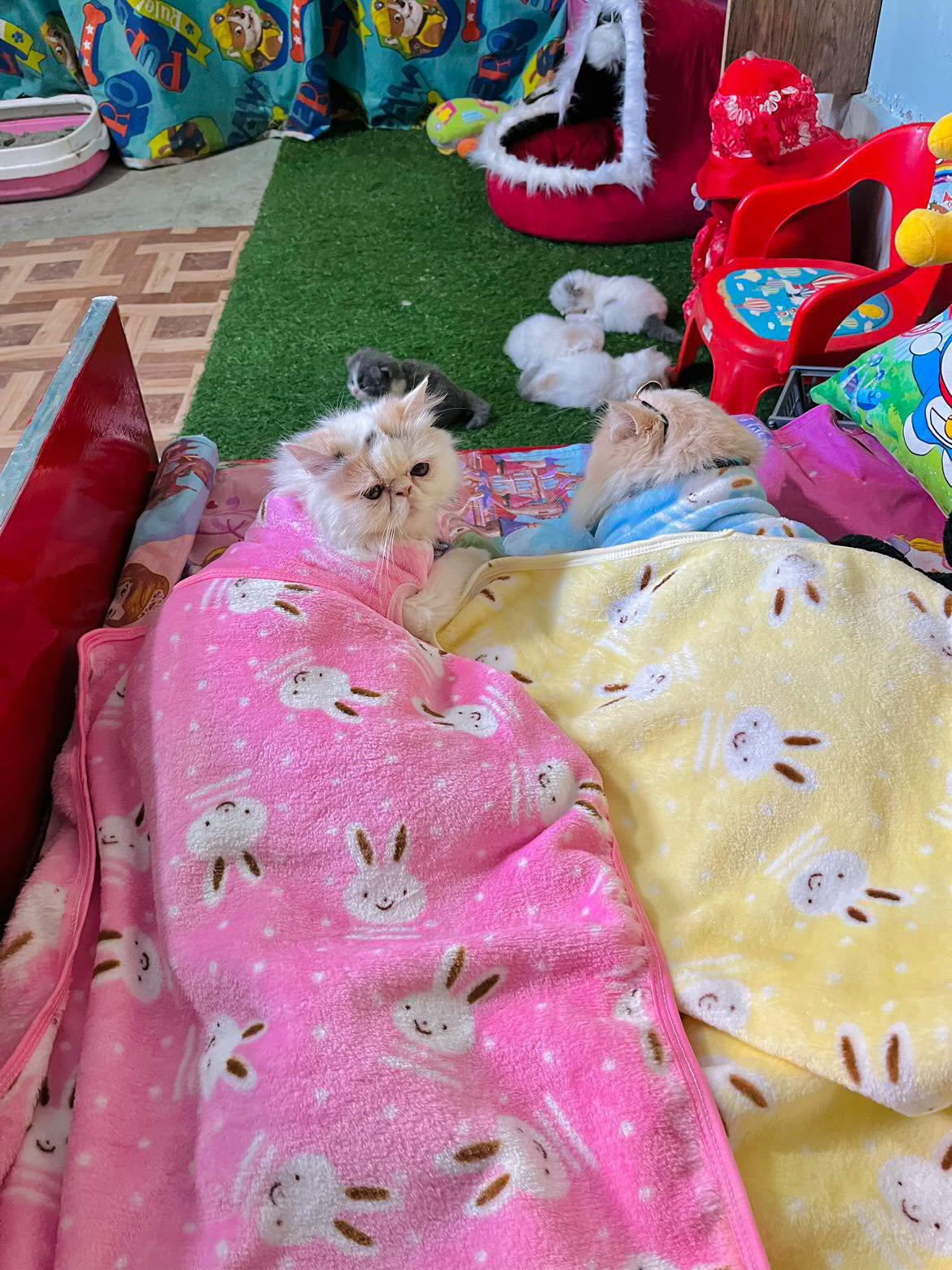 Bunny pet Blankets 🐰