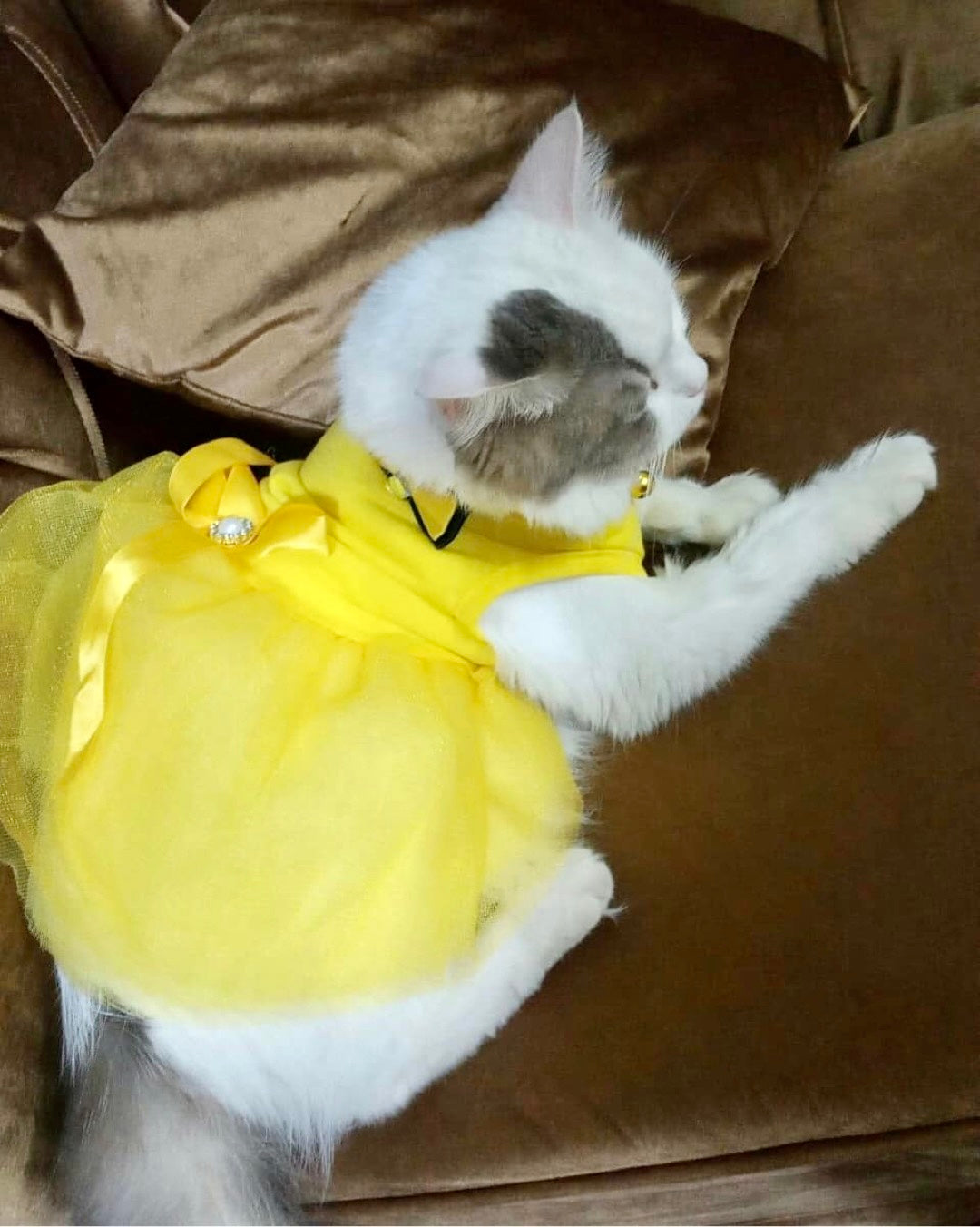 Lexa pet frock - yellow | Winter
