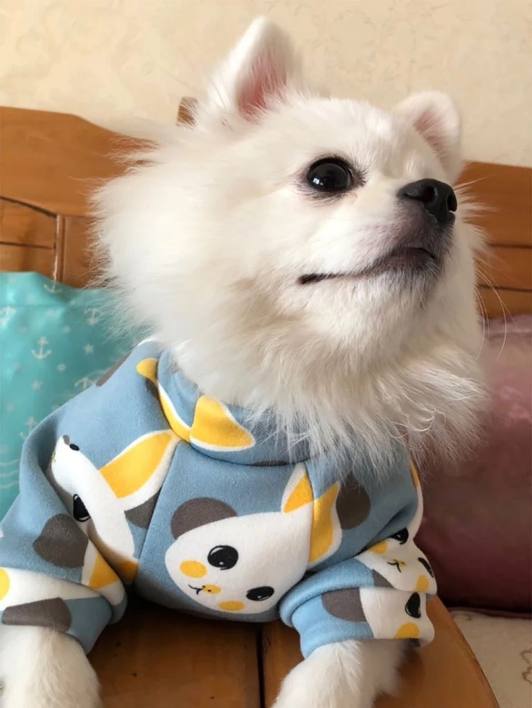 Bunny pet sweaters š°