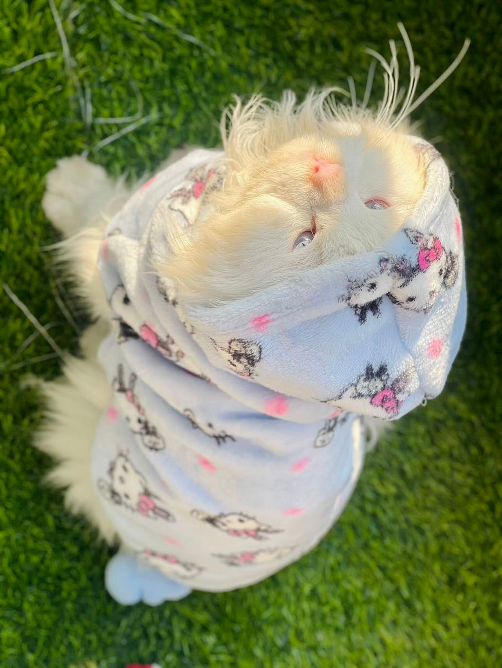 Hello kitty pet hoodie - Blue ❄️🐾