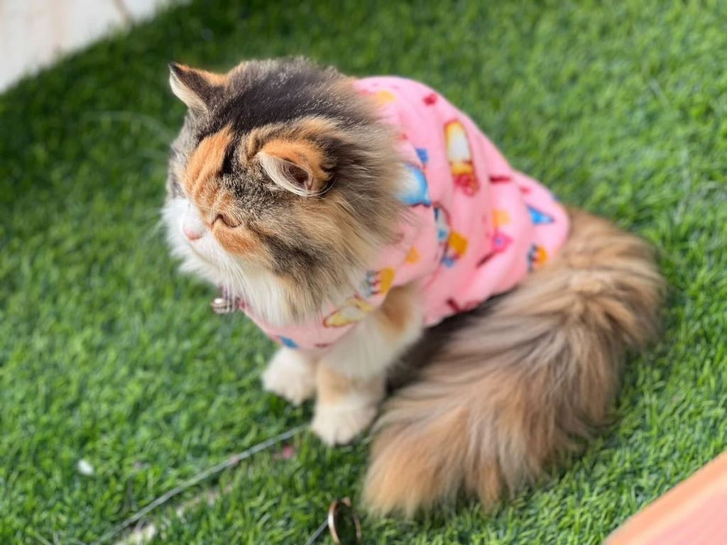 Bubble bears pet sweater 🐻😍 - Pink