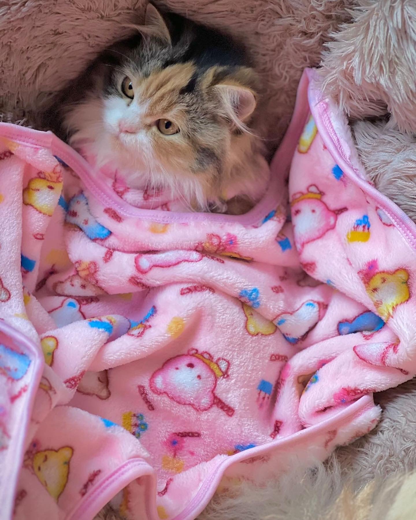 Pet Blanket - Blue football ⚽️