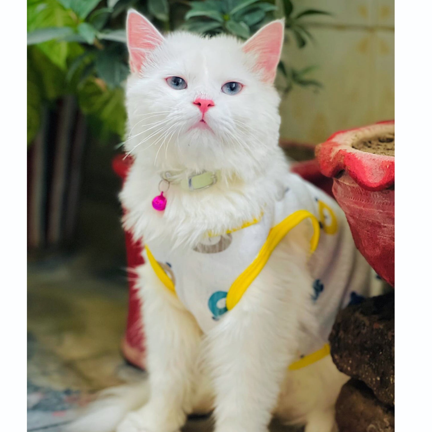 Bear pet shirt 🧸