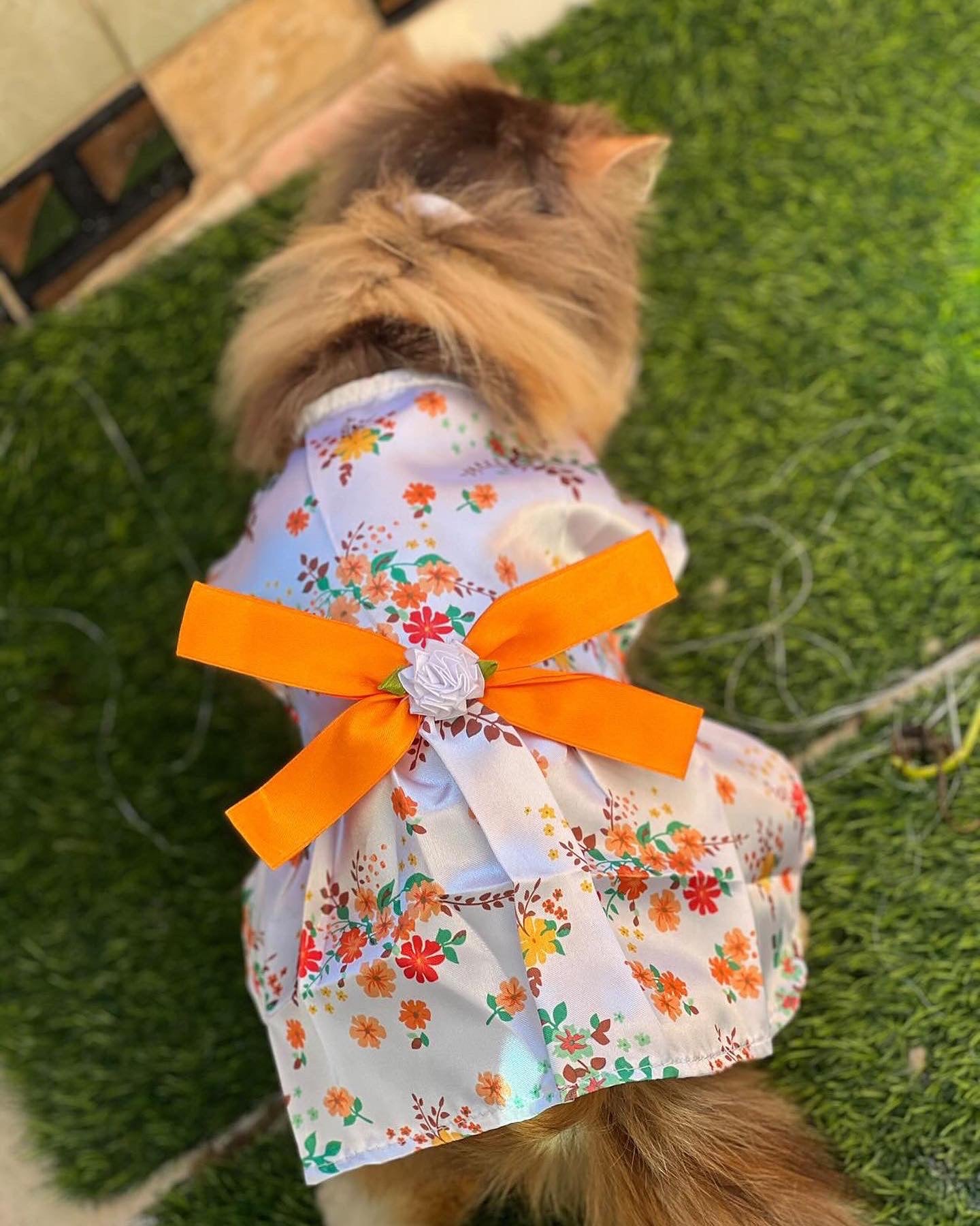 Marigold Pet Kimono ππ