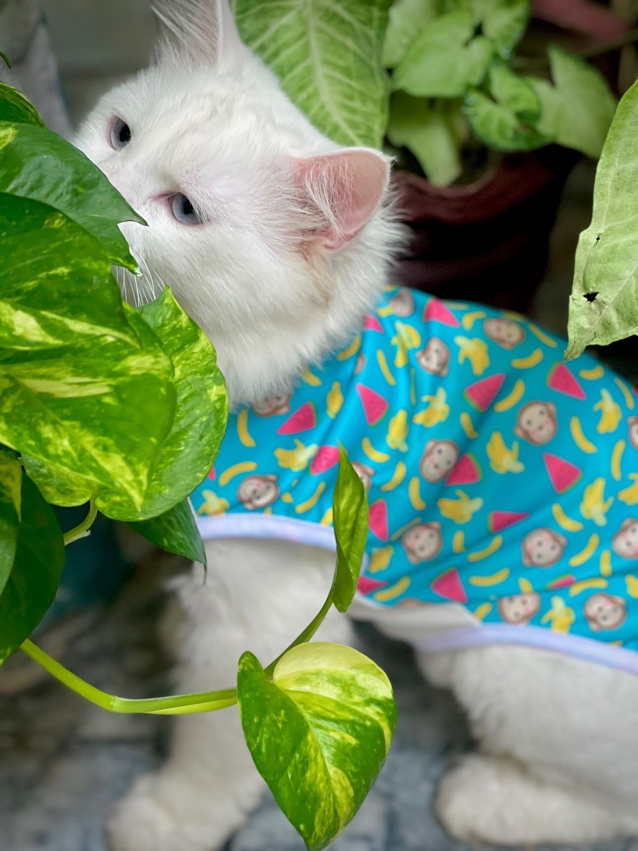 Banana monkey pet shirt ๐๐ต