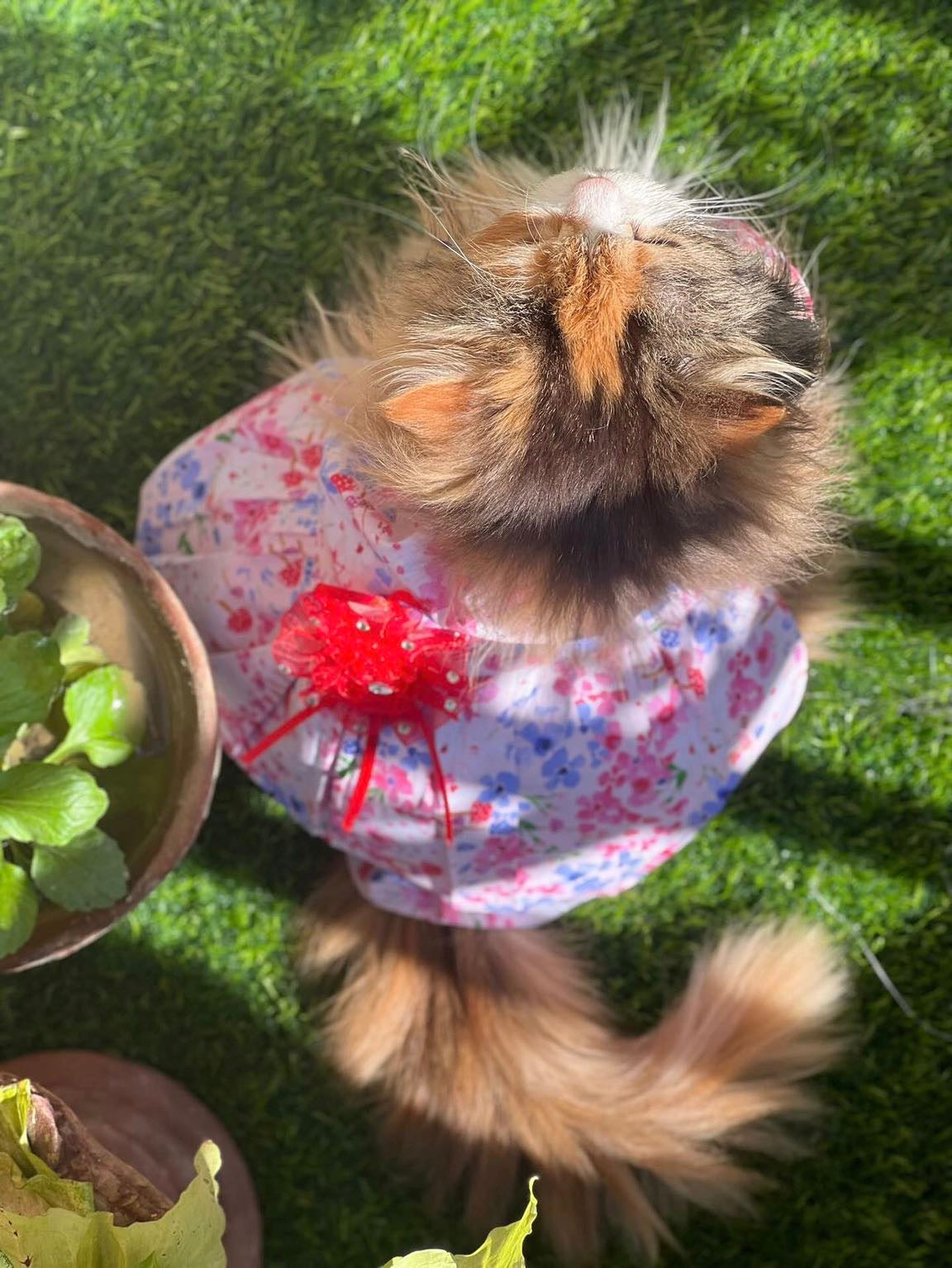 Flora Pet Frock 🌺