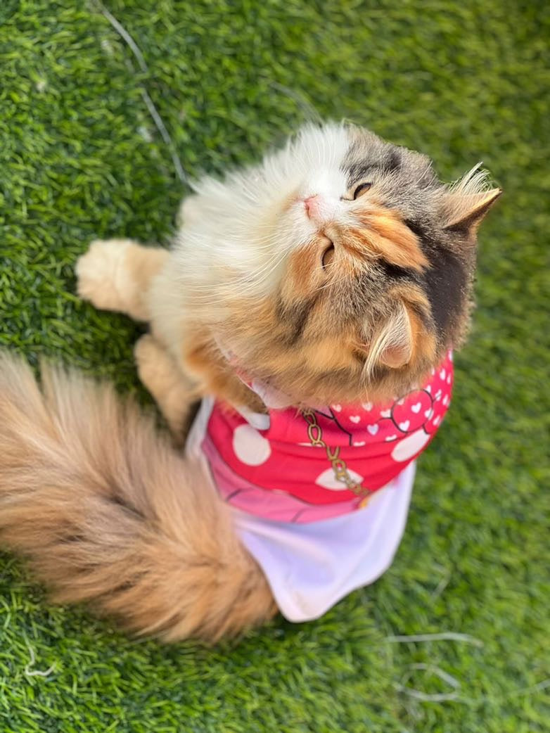 Disney pet shirt