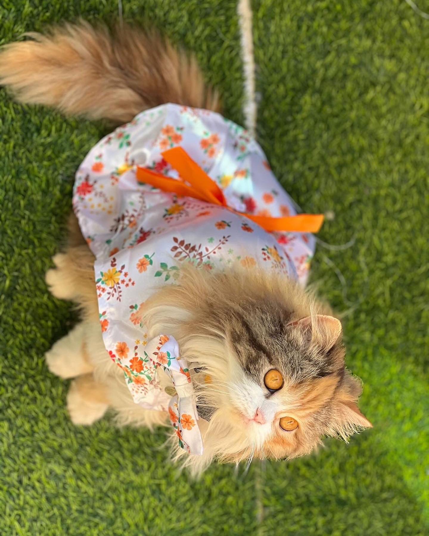 Marigold Pet Kimono ππ