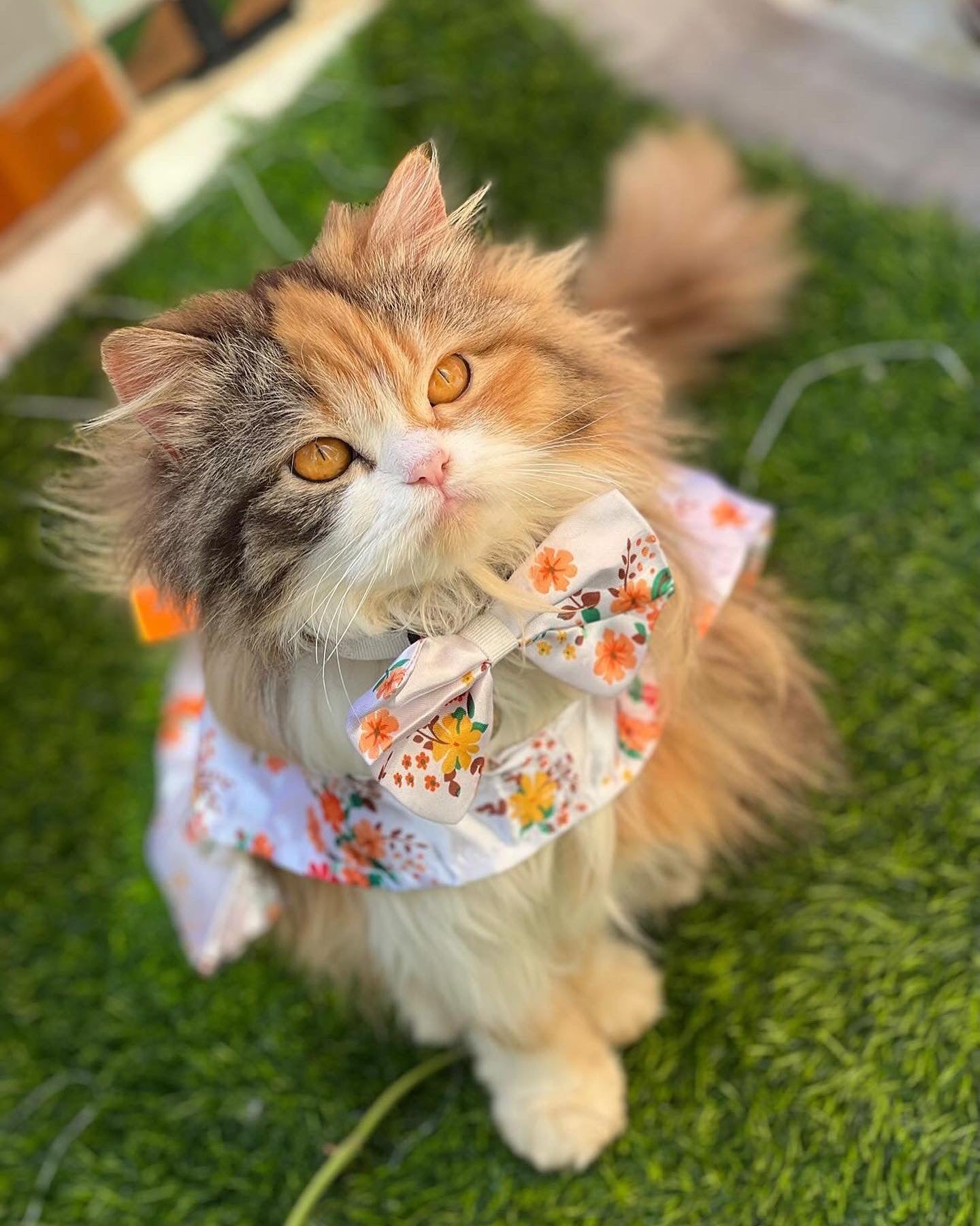 Marigold Pet Kimono ππ