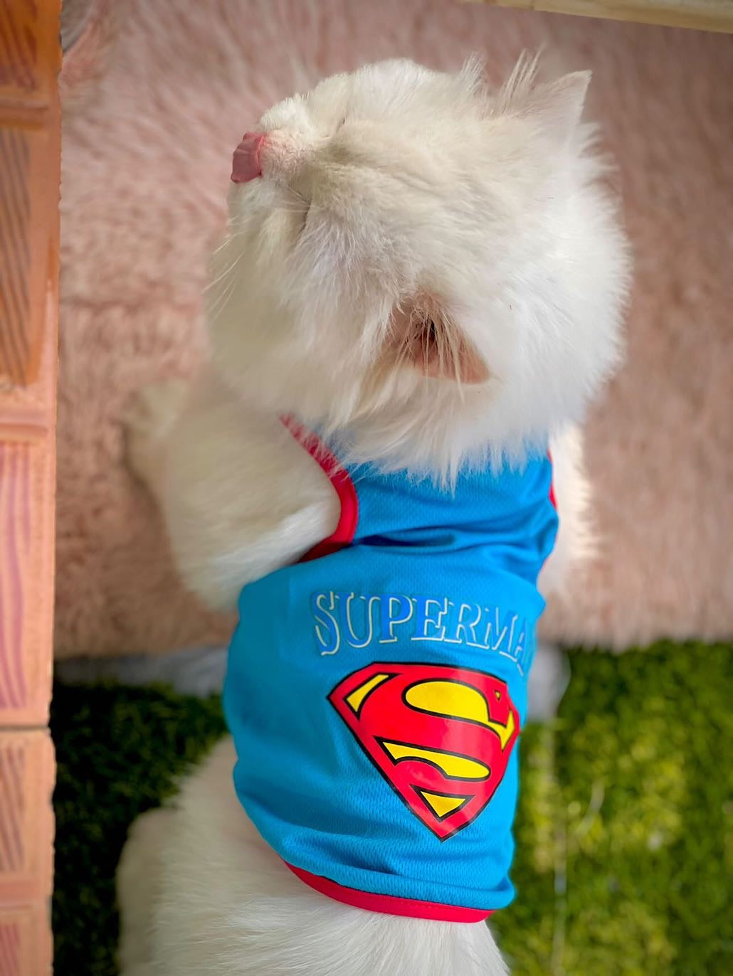 Superman pet shirt
