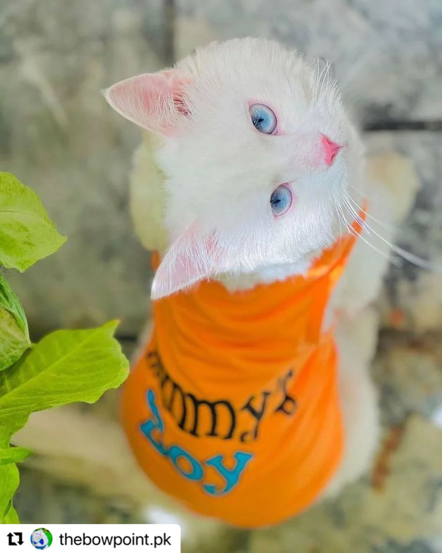Mommy’s boy pet shirt