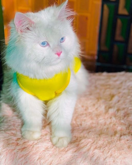 Pikachu Pet shirt - Summer