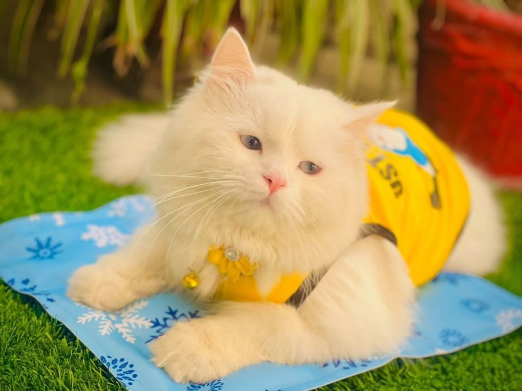 Just Do It pet shirt ✔️