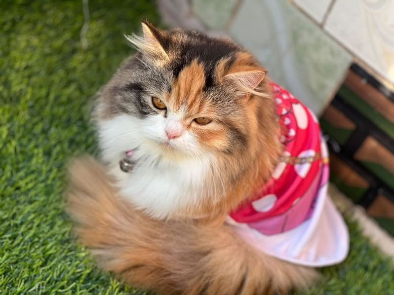 Disney pet shirt