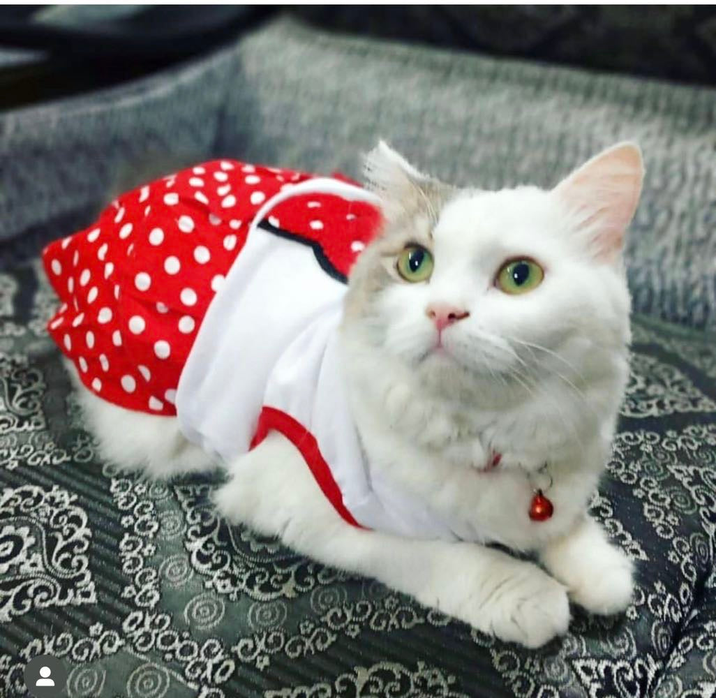 Mickey mouse Pet Frock
