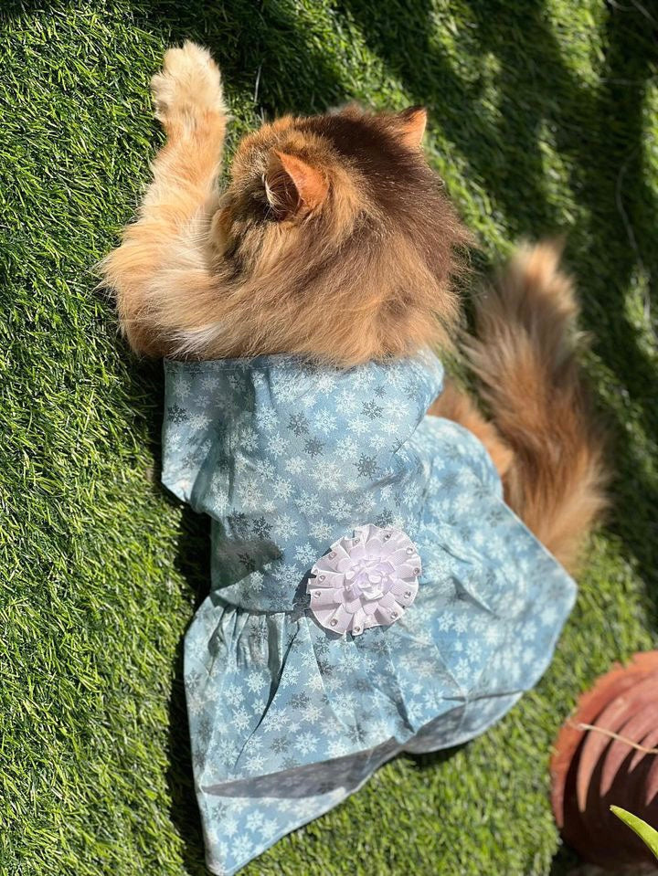 Elsa Pet Frock ❄️