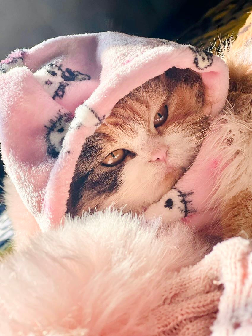 Hello kitty pet hoodie - Pink 💓🐾