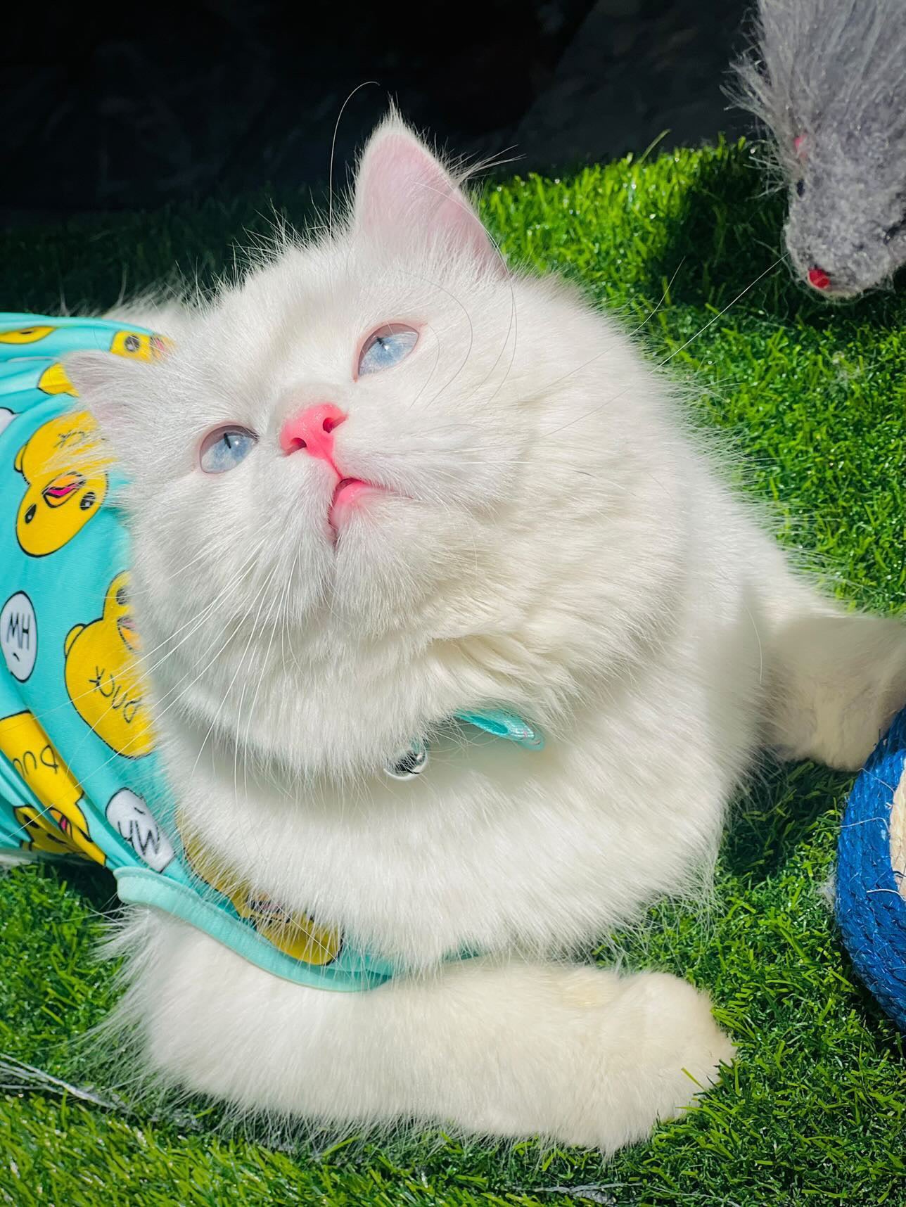 Duck pet shirt - Green 🐥