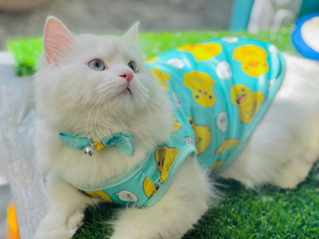 Duck pet shirt - Green 🐥