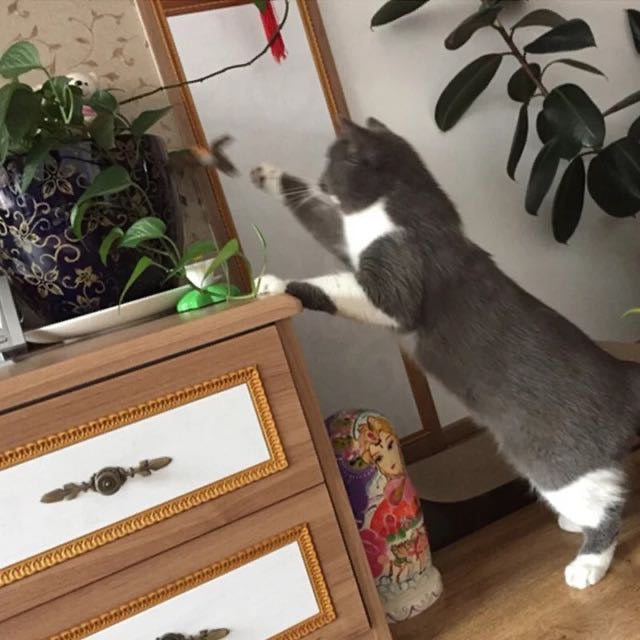 Butterfly rotation- delicate toy