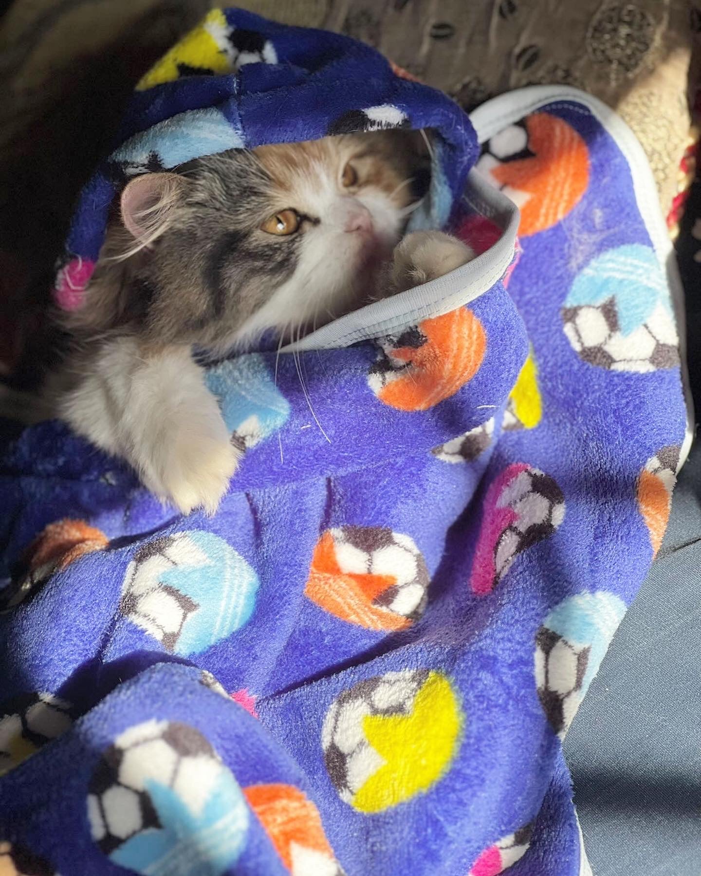 Pet Blanket - Blue football ⚽️