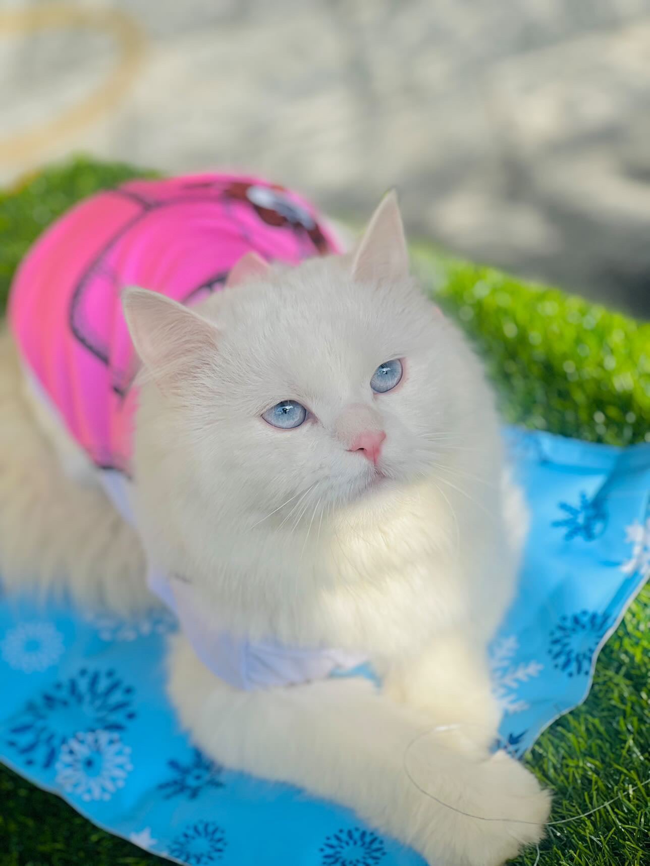 Skirt pet shirt