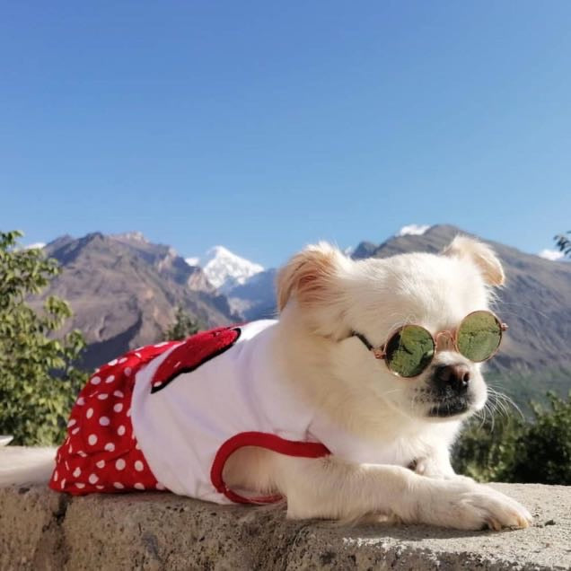 Mickey mouse Pet Frock