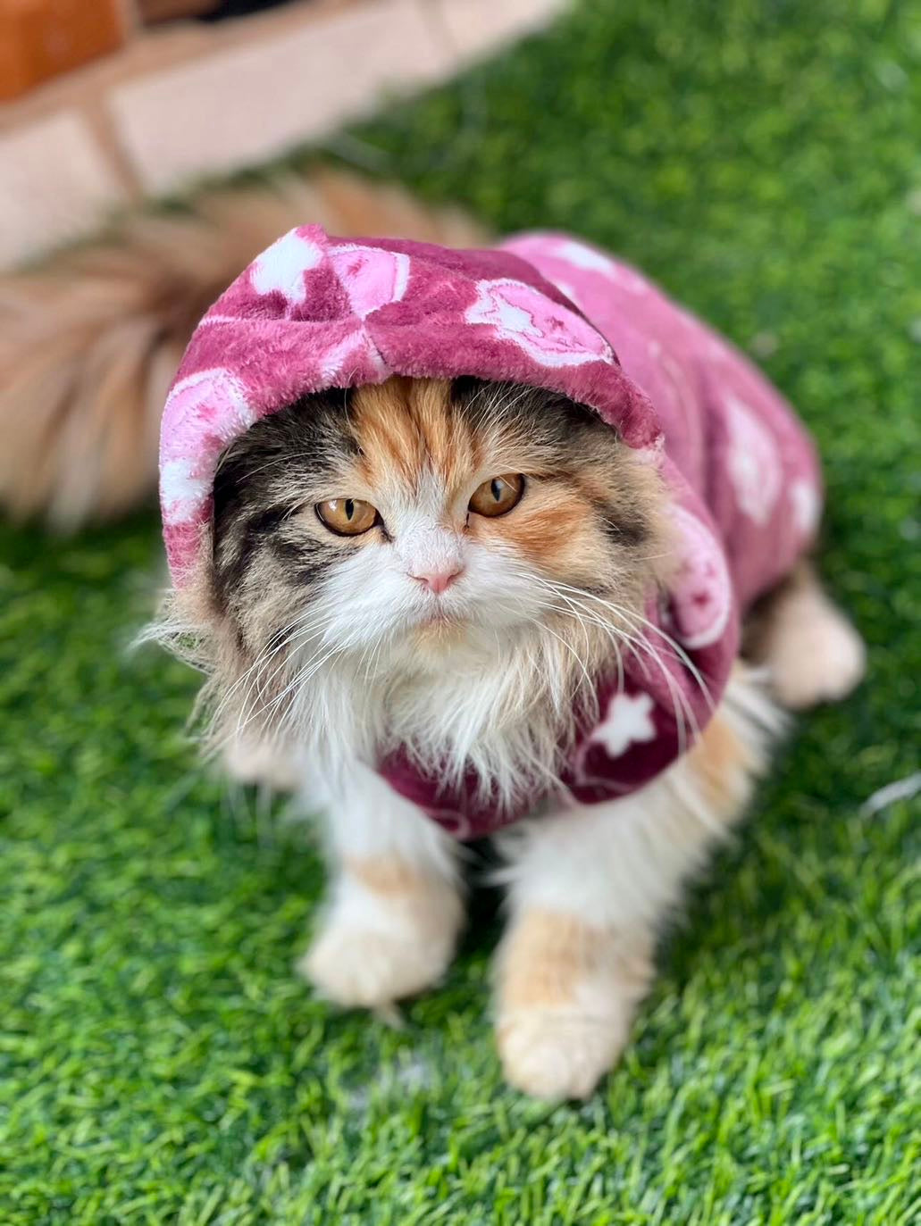 Starberry pet hoodie - Maroon ๐๐๐