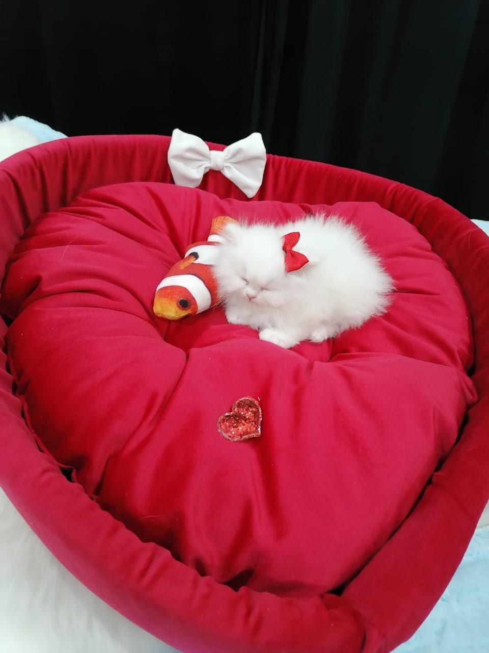 Fluffy pet bed best sale