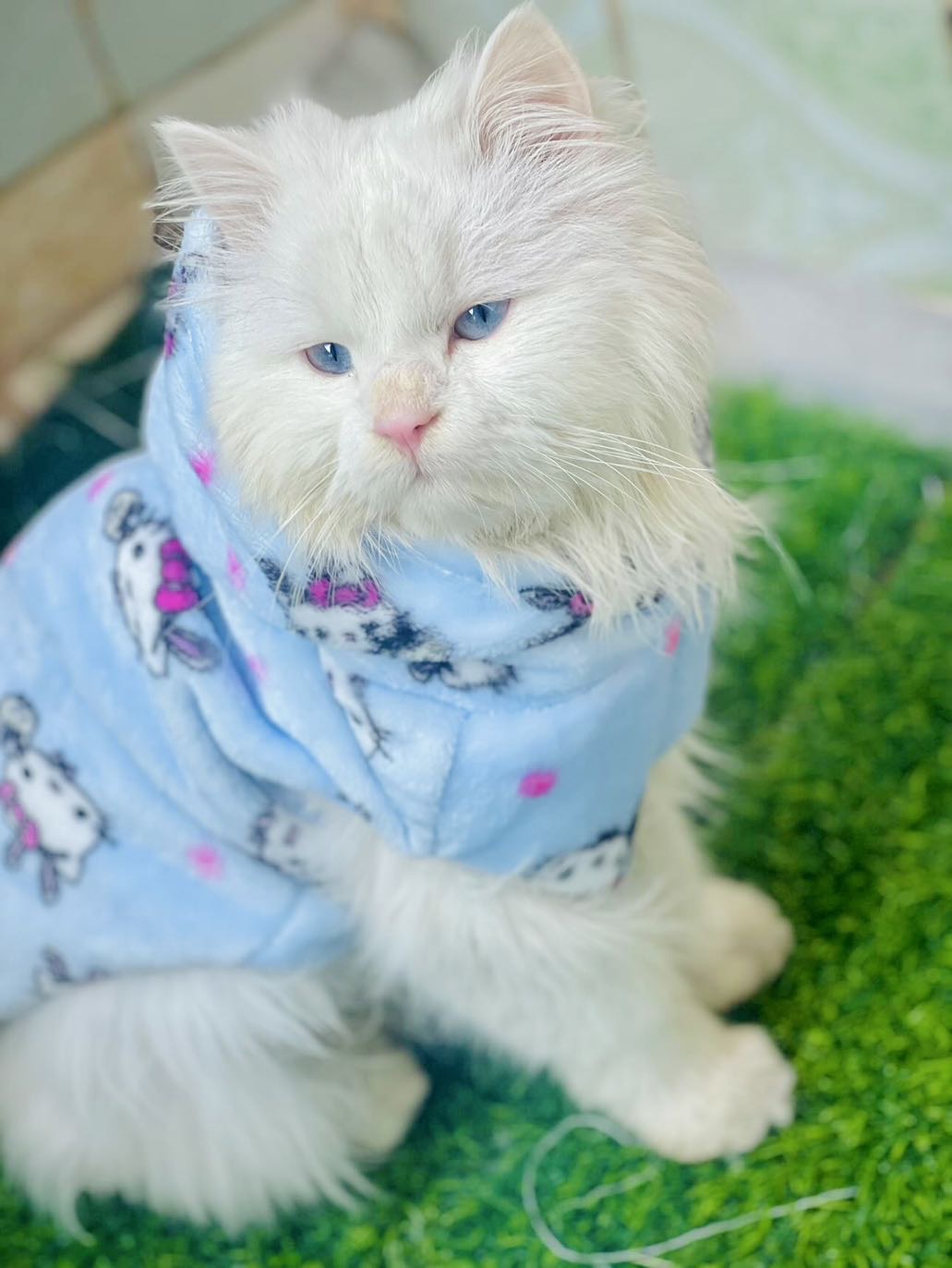 Hello kitty pet hoodie - Blue ❄️🐾