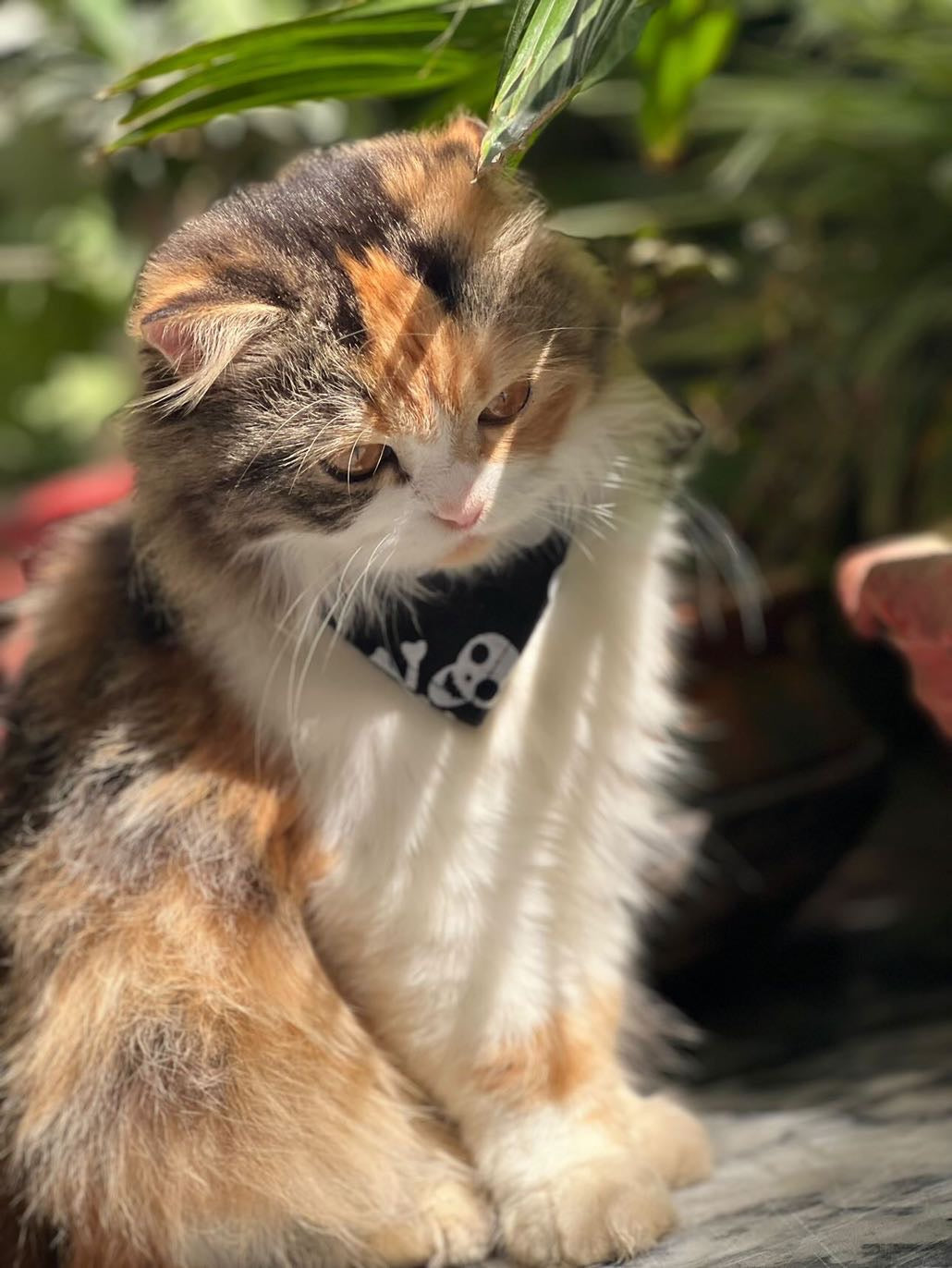 Skull pet bandana - adjustable ☠️