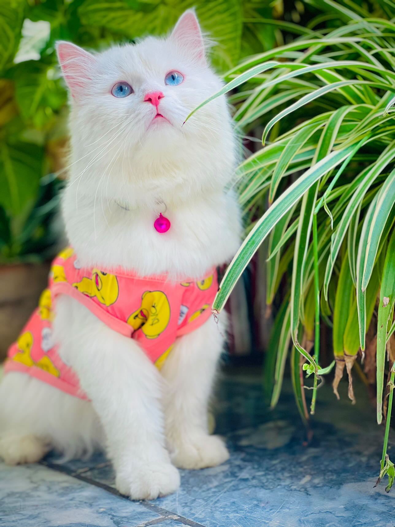 Duck pet shirt - pink 🐥