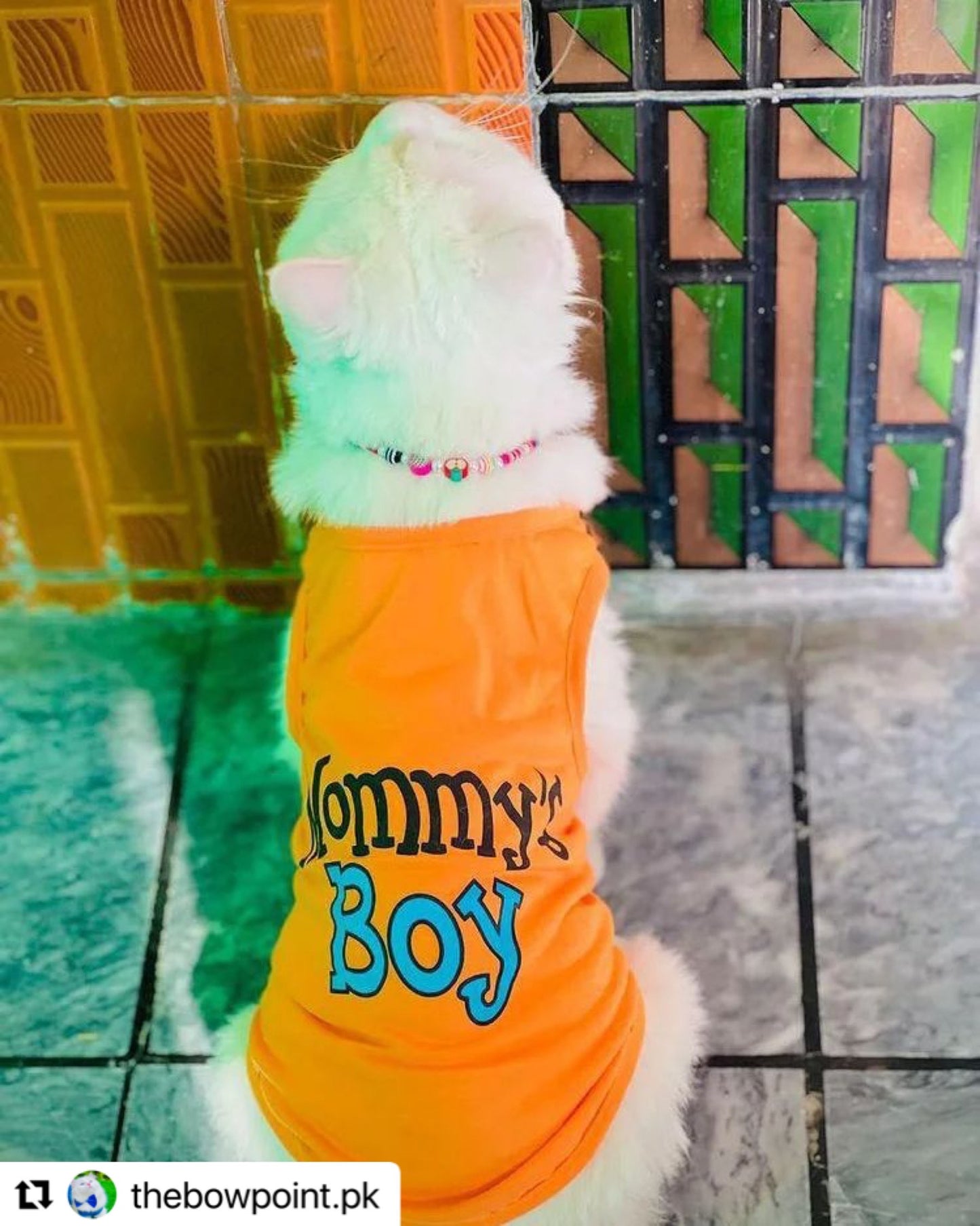 Mommy’s boy pet shirt