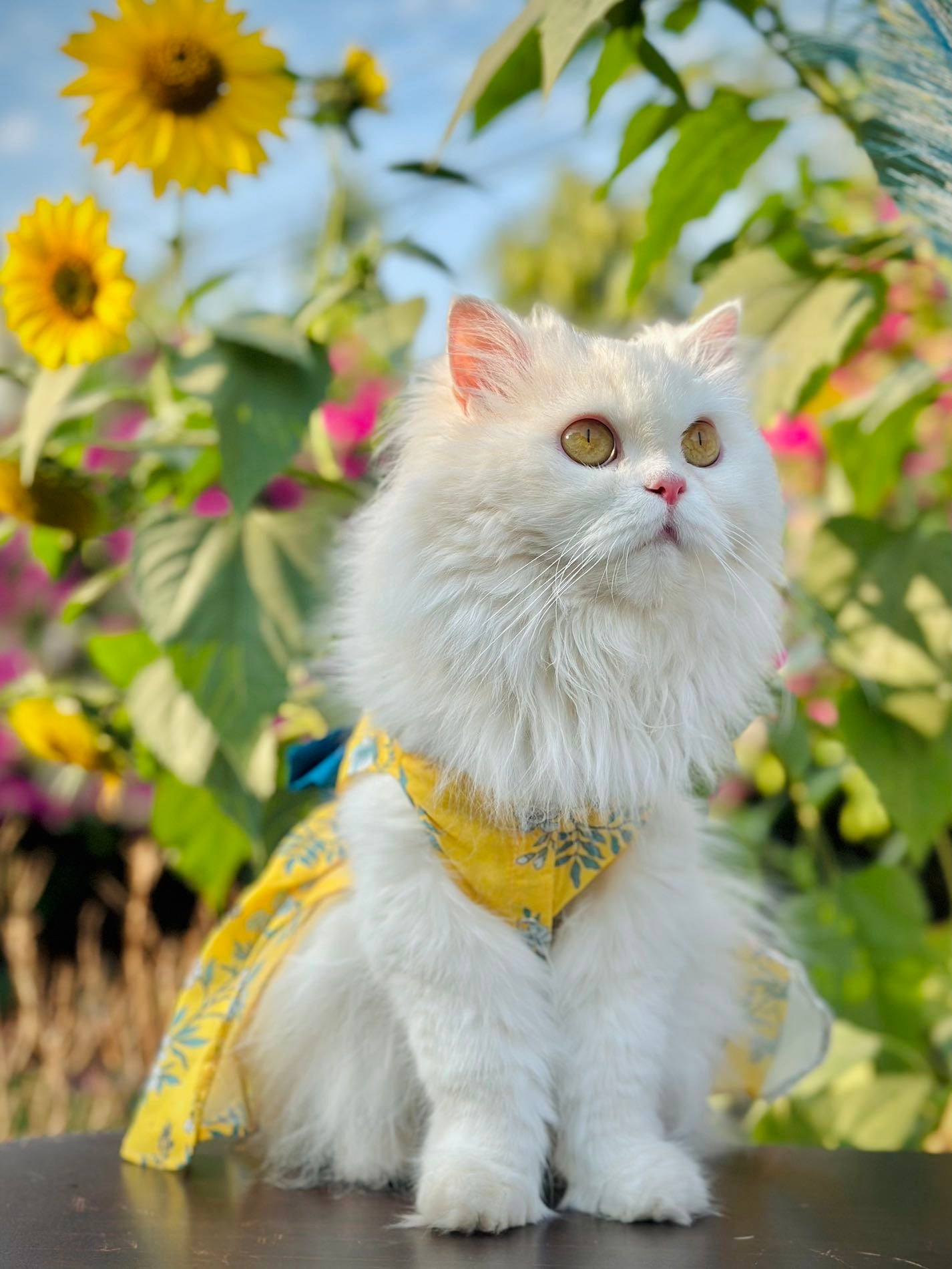 Bloom pet frock 🌼