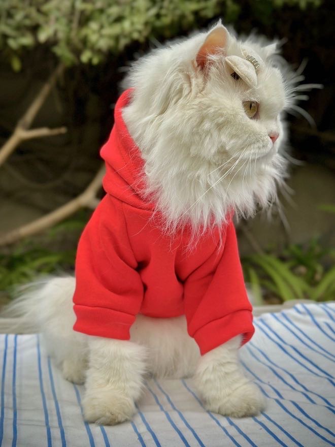 Plain Pet Hoodies - Red ❤️