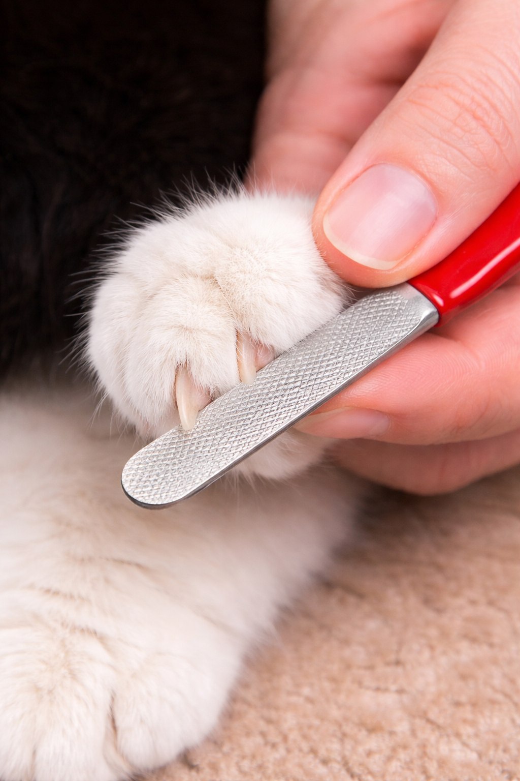 Pet nail filler