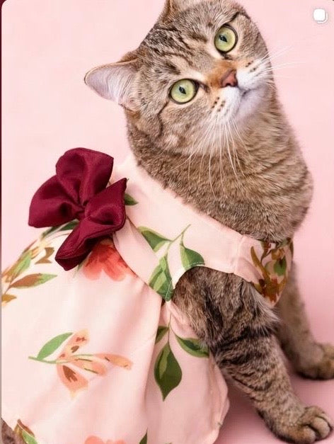 Peach blossom pet frock 🌺