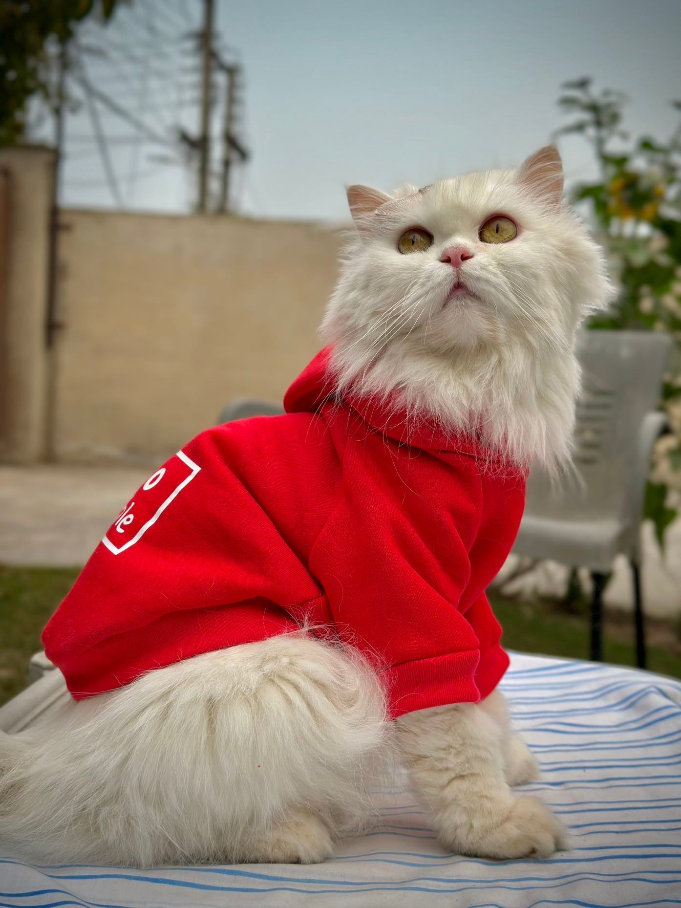 Diorable pet hoodie  Red