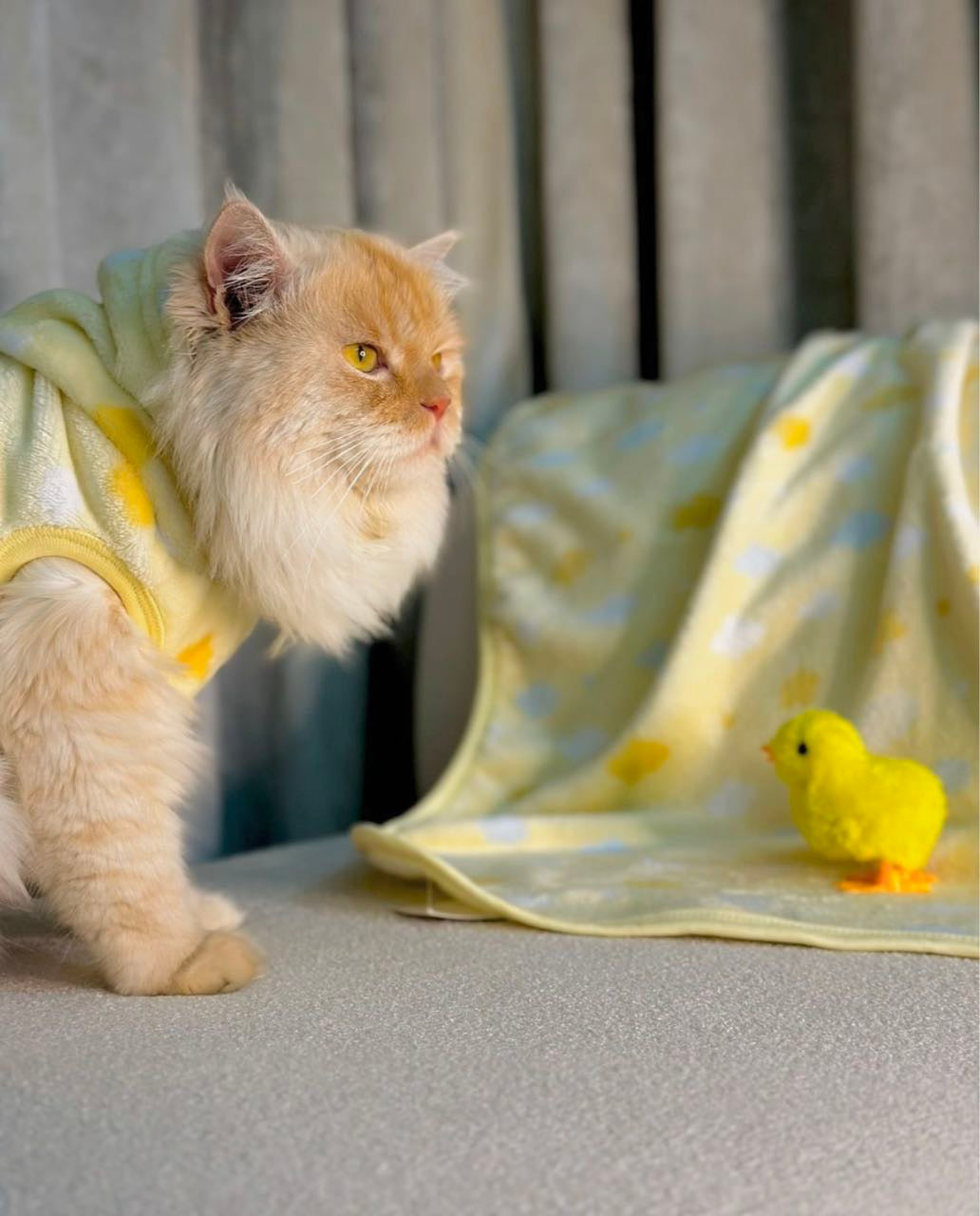 Cloud Pet Hoodie - Yellow 💛 ☁️