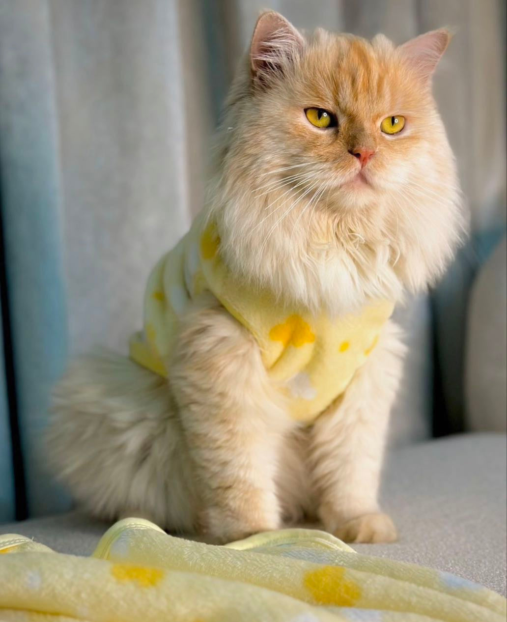 Cloud Pet Hoodie - Yellow 💛 ☁️