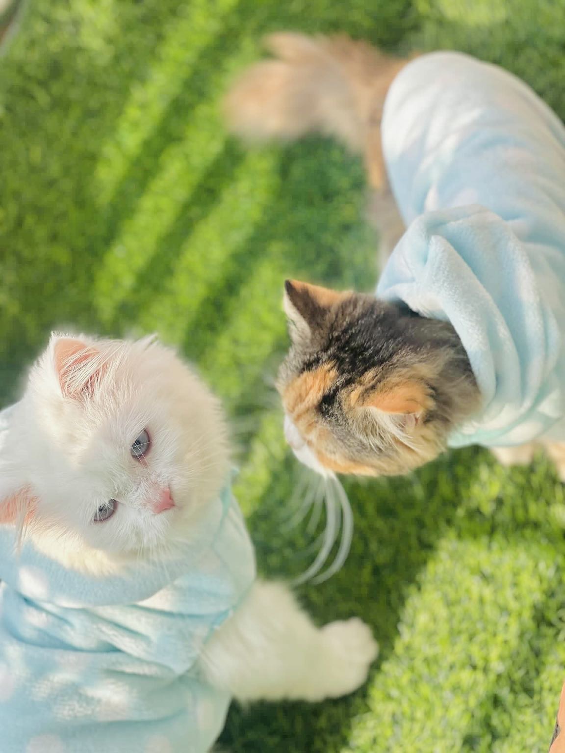 Polka dot hoodie with removable cap- Sea Green❄️ 🐾